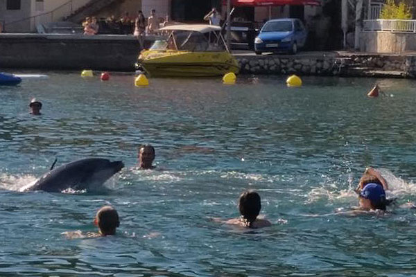 Horvátország delfin úszik a fürdőzők közé