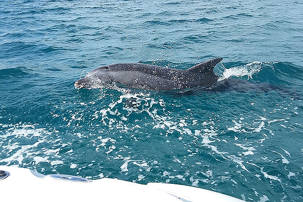 Horvátország delfin úszik a fürdőzők közé