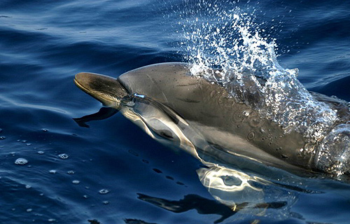 Egy vidám horvátországi delfin