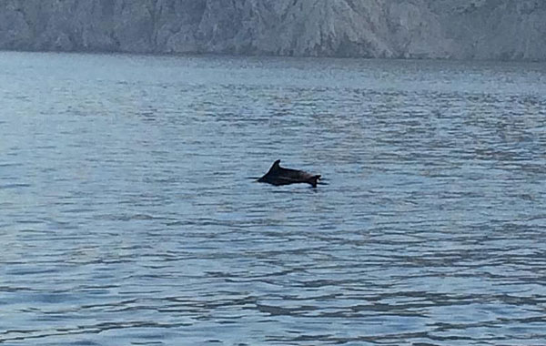 Visszatértek a delfinek Horvátország partjaira